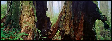 Hollow ancient tree in the fog. Redwood National Park (Panoramic color)