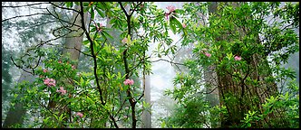 Airy forest scene with rhododendrons. Redwood National Park (Panoramic color)