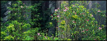 Redwood forest with rhododendrons. Redwood National Park (Panoramic color)