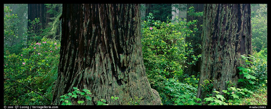 Redwood tree trunks and rhododendrons. Redwood National Park (color)