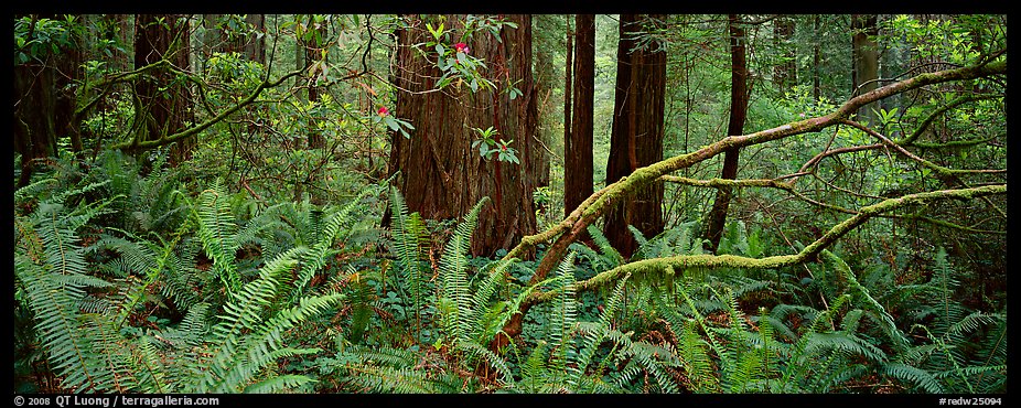 Forest in spring with ferns, redwoods, and rhododendrons. Redwood National Park (color)