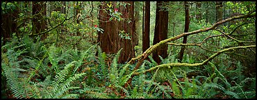 Forest in spring with ferns, redwoods, and rhododendrons. Redwood National Park, California, USA.