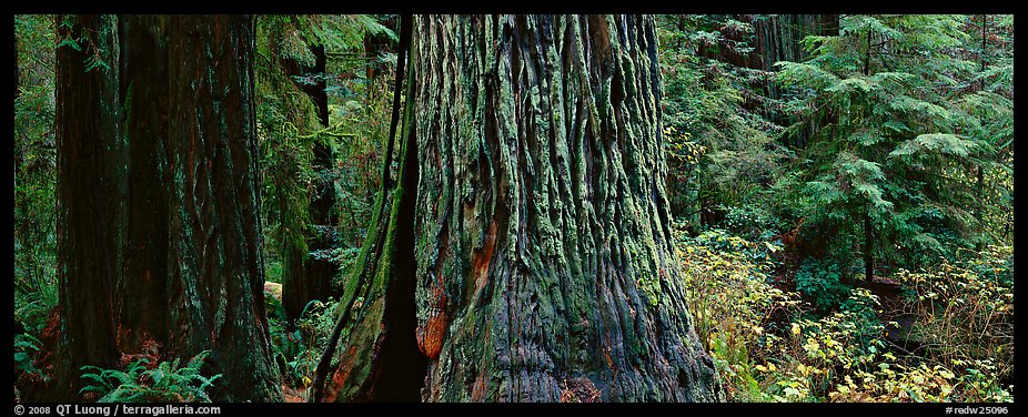 Huge redwood tree trunks. Redwood National Park (color)