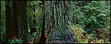 Huge redwood tree trunks. Redwood National Park (Panoramic color)