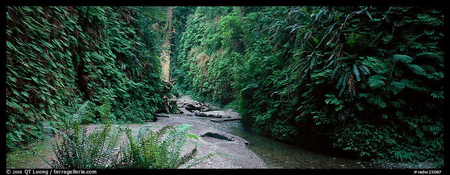 Gorge with fern-covered walls. Redwood National Park (color)