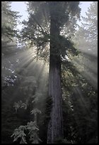 Redwood tree and sun rays in fog. Redwood National Park, California, USA. (color)