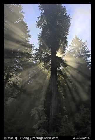 Sunrays in fog behind tall redwood, Del Norte Redwoods State Park. Redwood National Park, California, USA.