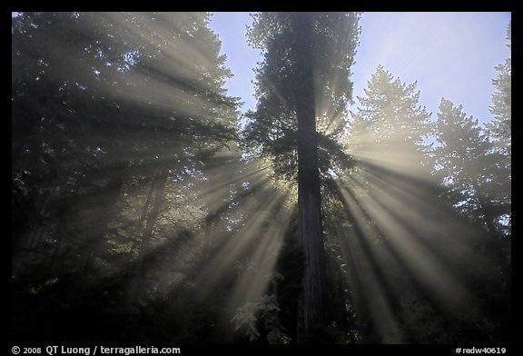 God's rays in redwood forest, Del Norte Redwoods State Park. Redwood National Park (color)