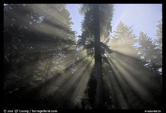 God's rays in redwood forest, Del Norte Redwoods State Park. Redwood National Park, California, USA.