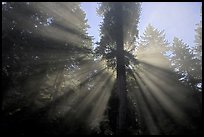 God's rays in redwood forest, Del Norte Redwoods State Park. Redwood National Park, California, USA.
