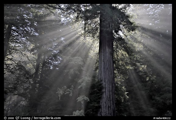 Sun rays diffused by fog in redwood forest. Redwood National Park, California, USA.