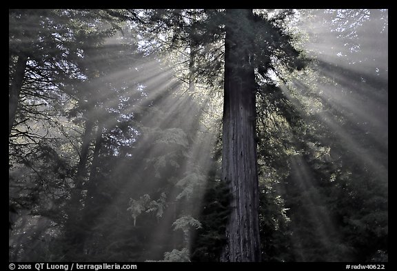 Sun rays diffused by fog in redwood forest, Del Norte Redwoods State Park. Redwood National Park, California, USA.