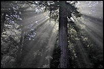 Sun rays diffused by fog in redwood forest. Redwood National Park, California, USA. (color)