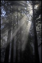 Redwood forest and sun rays, Del Norte Redwoods State Park. Redwood National Park, California, USA.