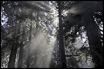 Tall redwood trees and backlit sun rays. Redwood National Park, California, USA. (color)