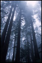 Tall redwood trees in fog, Lady Bird Johnson grove. Redwood National Park ( color)