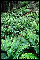 Pacific sword ferns and redwood trees, Prairie Creek. Redwood National Park, California, USA. (color)