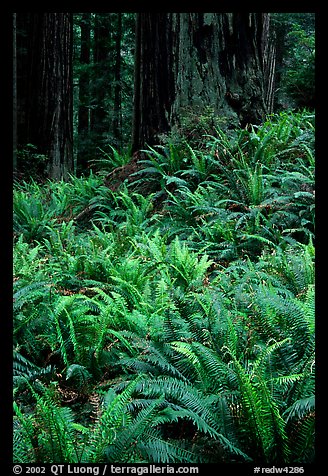 Dense pacific sword ferns and redwoods, Prairie Creek Redwoods State Park. Redwood National Park (color)