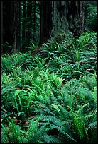 Dense pacific sword ferns and redwoods, Prairie Creek. Redwood National Park, California, USA. (color)