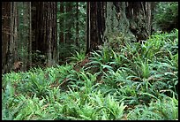 Pacific sword ferns in redwood forest, Prairie Creek. Redwood National Park, California, USA. (color)