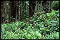 Pacific sword ferns in redwood forest, Prairie Creek Redwoods State Park. Redwood National Park, California, USA.