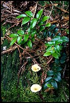 Forest floor detail, Prairie Creek Redwoods. Redwood National Park ( color)