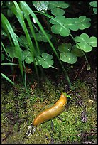 Banana Slug, Prairie Creek Redwoods State Park. Redwood National Park, California, USA.