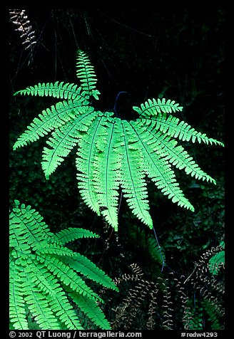 Ferns, Fern Canyon. Redwood National Park, California, USA.