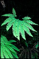 Ferns, Fern Canyon. Redwood National Park, California, USA. (color)