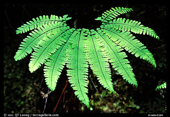 Single fern, Fern Canyon, Prairie Creek Redwoods State Park. Redwood National Park, California, USA.