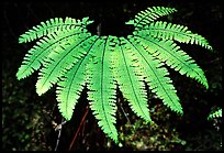 Pictures of Ferns