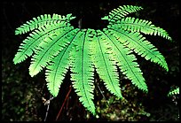 Single fern, Fern Canyon. Redwood National Park, California, USA. (color)