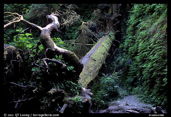 Fallen tree across Fern Canyon, Prairie Creek Redwoods State Park. Redwood National Park (color)