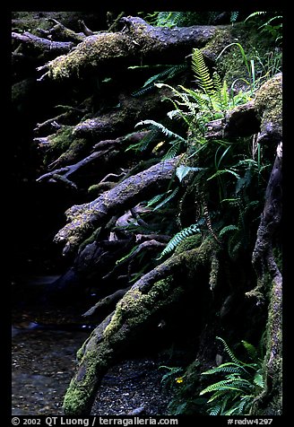 Roots of fallen tree, Prairie Creek Redwoods State Park. Redwood National Park (color)