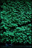 Ferns covering steep wall, Fern Canyon, Prairie Creek Redwoods State Park. Redwood National Park ( color)