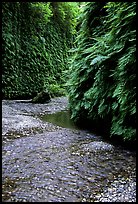 Stream and walls covered with ferns, Fern Canyon, Prairie Creek Redwoods State Park. Redwood National Park, California, USA.