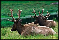 Bull Roosevelt Elks, Prairie Creek Redwoods State Park. Redwood National Park, California, USA.