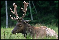 Bull Roosevelt Elk, Prairie Creek. Redwood National Park, California, USA. (color)