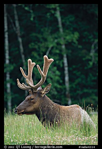 Bull Roosevelt Elk with large antlers, Prairie Creek Redwoods State Park. Redwood National Park, California, USA.