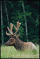Bull Roosevelt Elk with large antlers, Prairie Creek Redwoods State Park. Redwood National Park ( color)