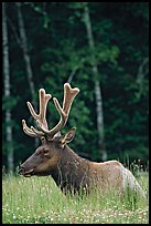 Bull Roosevelt Elk with large antlers, Prairie Creek Redwoods State Park. Redwood National Park, California, USA.