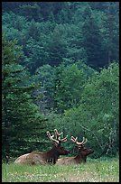 Bull Roosevelt Elks in meadow, Prairie Creek Redwoods State Park. Redwood National Park, California, USA.