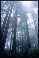 Visitor dwarfed by Giant Redwood trees. Redwood National Park, California, USA.