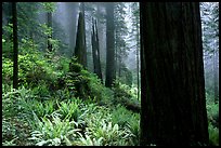 Ferns and redwoods in mist, Del Norte. Redwood National Park, California, USA. (color)