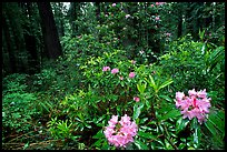Rododendrons in bloom in a redwood grove, Del Norte Redwoods State Park. Redwood National Park, California, USA.