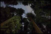 Redwood grove and stary sky at night, Jedediah Smith Redwoods State Park. Redwood National Park, California, USA.