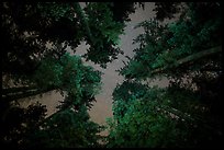 Looking up redwood trees at night, Jedediah Smith Redwoods State Park. Redwood National Park, California, USA.