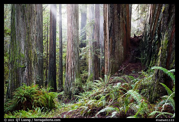 Sunlight in lowland redwood forest, Jedediah Smith Redwoods State Park. Redwood National Park (color)