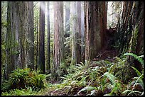 Sunlight in lowland redwood forest, Jedediah Smith Redwoods State Park. Redwood National Park ( color)