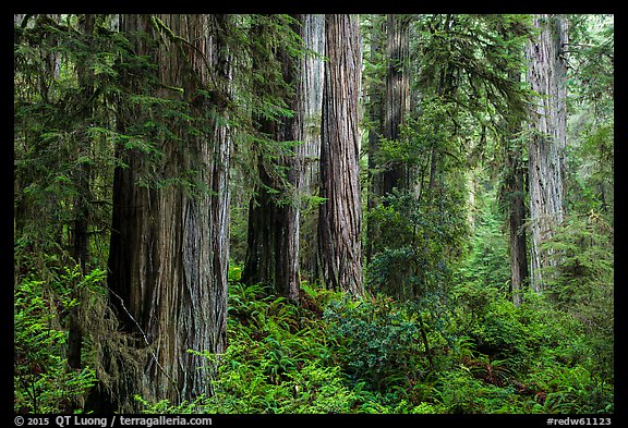 Lush lowland redwood forest, Jedediah Smith Redwoods State Park. Redwood National Park (color)